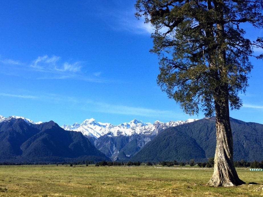 Tall tree framing the Mount Cook Mountain Range