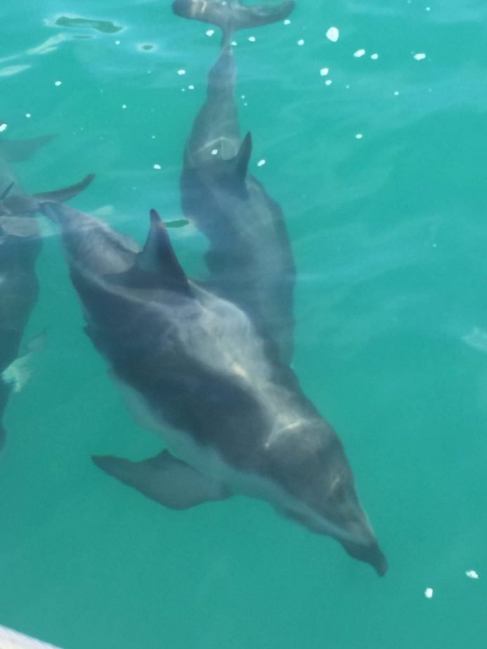 Dolphins in the water