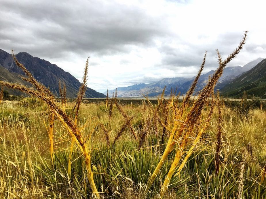 Tall and Bright colored grass at Mount Cook National Park