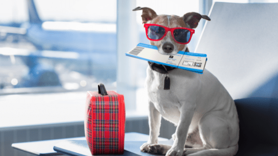 Small cute dog wearing red sunglasses holding a boarding pass in it's mouth sitting next to a small red doggie suitcase in an airport