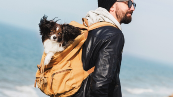 Considerations for a Hassle-Free Journey with Your Pet Companion